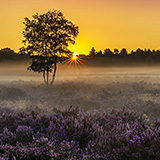 Sunset at Heuvelse Heide